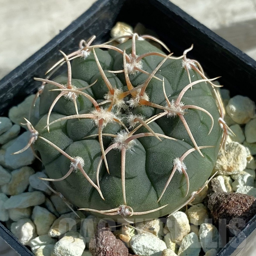 SH11883 Gymnocalycium ochoterenae VG 250