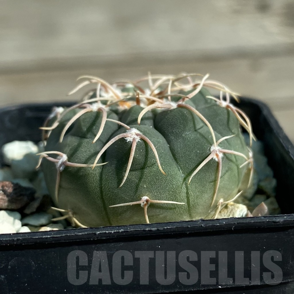 SH11883 Gymnocalycium ochoterenae VG 250 - Imagen 2