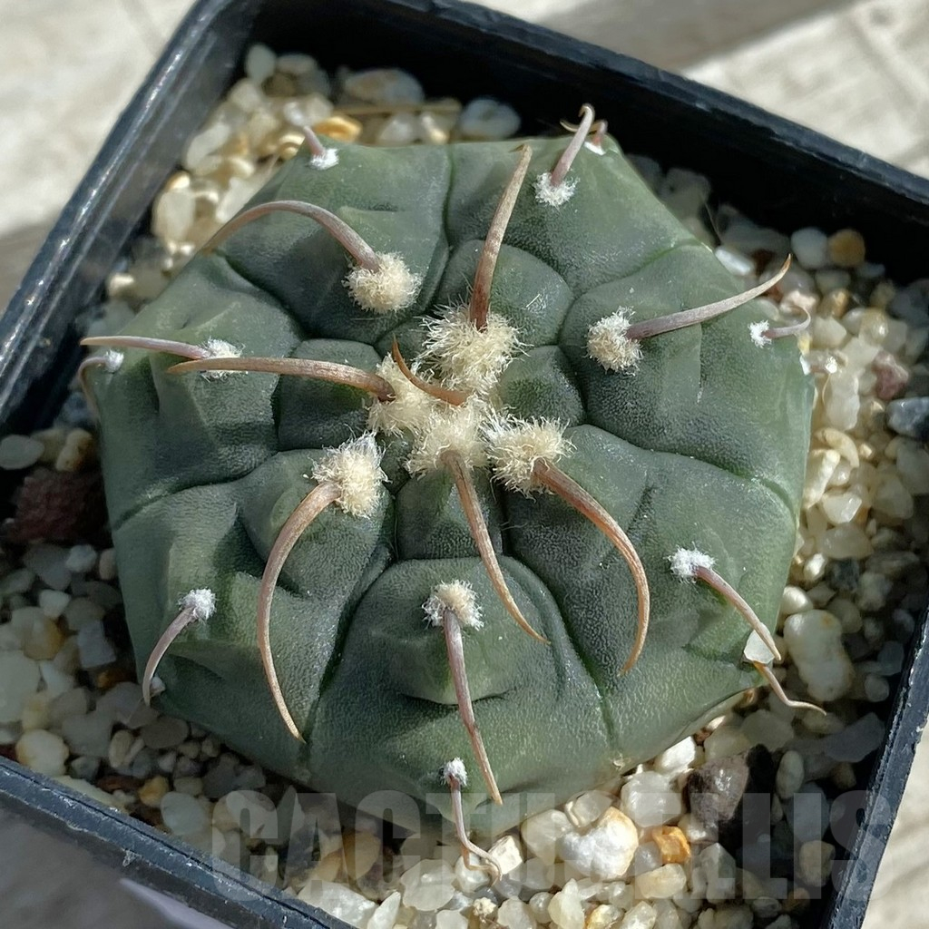 SH11884 Gymnocalycium vatteri