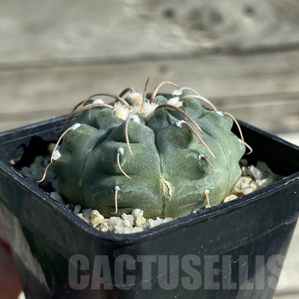 SH11884 Gymnocalycium vatteri - immagine 2