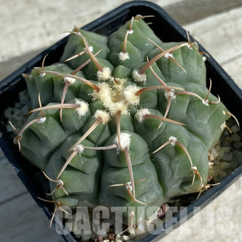 SH11885 Gymnocalycium vatteri