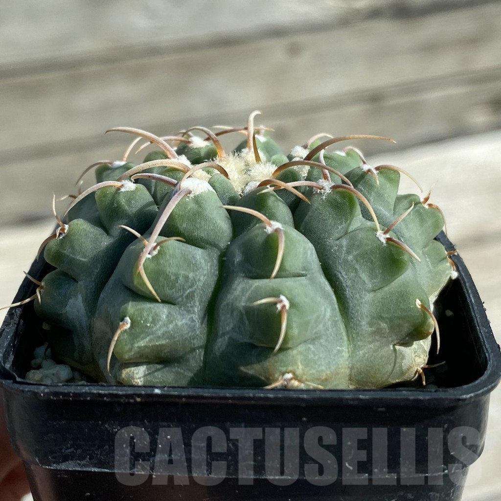 SH11885 Gymnocalycium vatteri - immagine 2