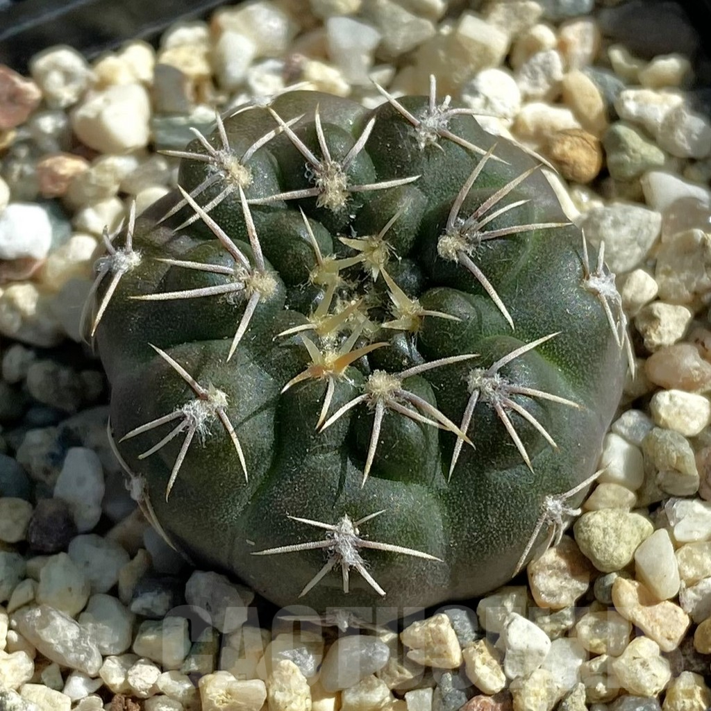 SH11886 Gymnocalycium heidiae VG 1343