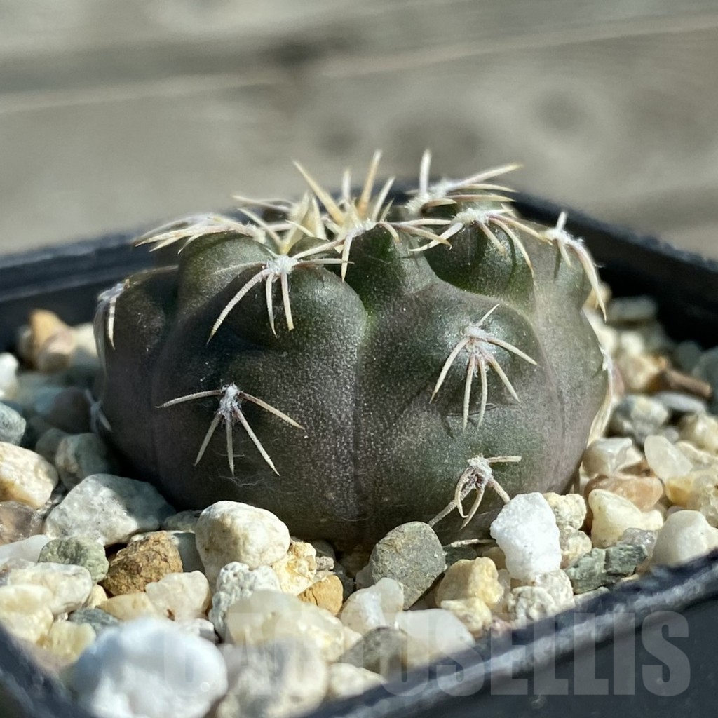 SH11886 Gymnocalycium heidiae VG 1343 - Imagen 2