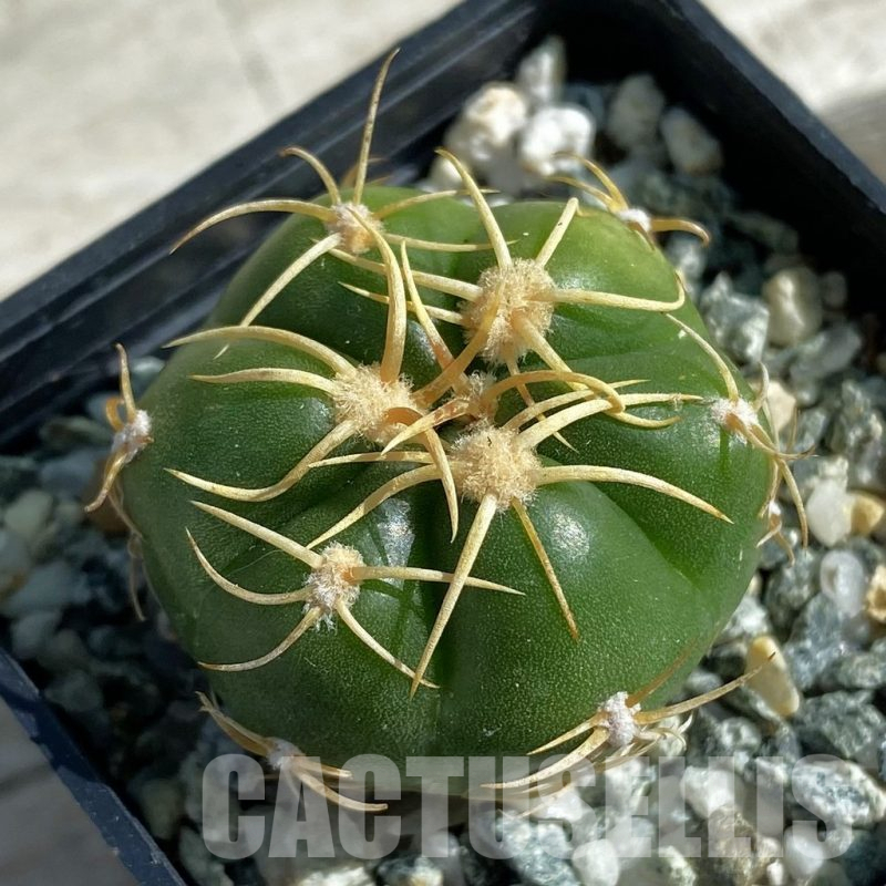 SH11891 Gymnocalycium denudatum ‘Kaiomaru’, seedling -Japan-