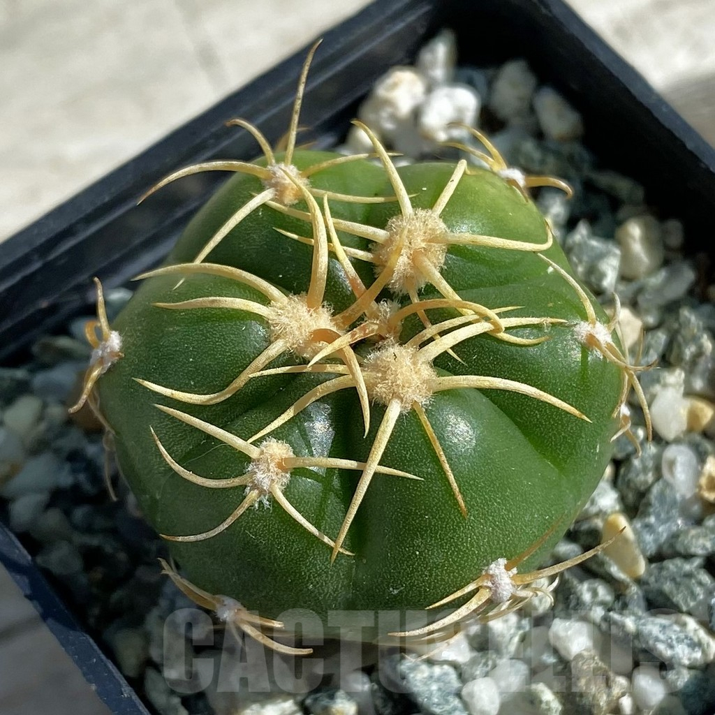 SH11891 Gymnocalycium denudatum ‘Kaiomaru’, seedling -Japan-