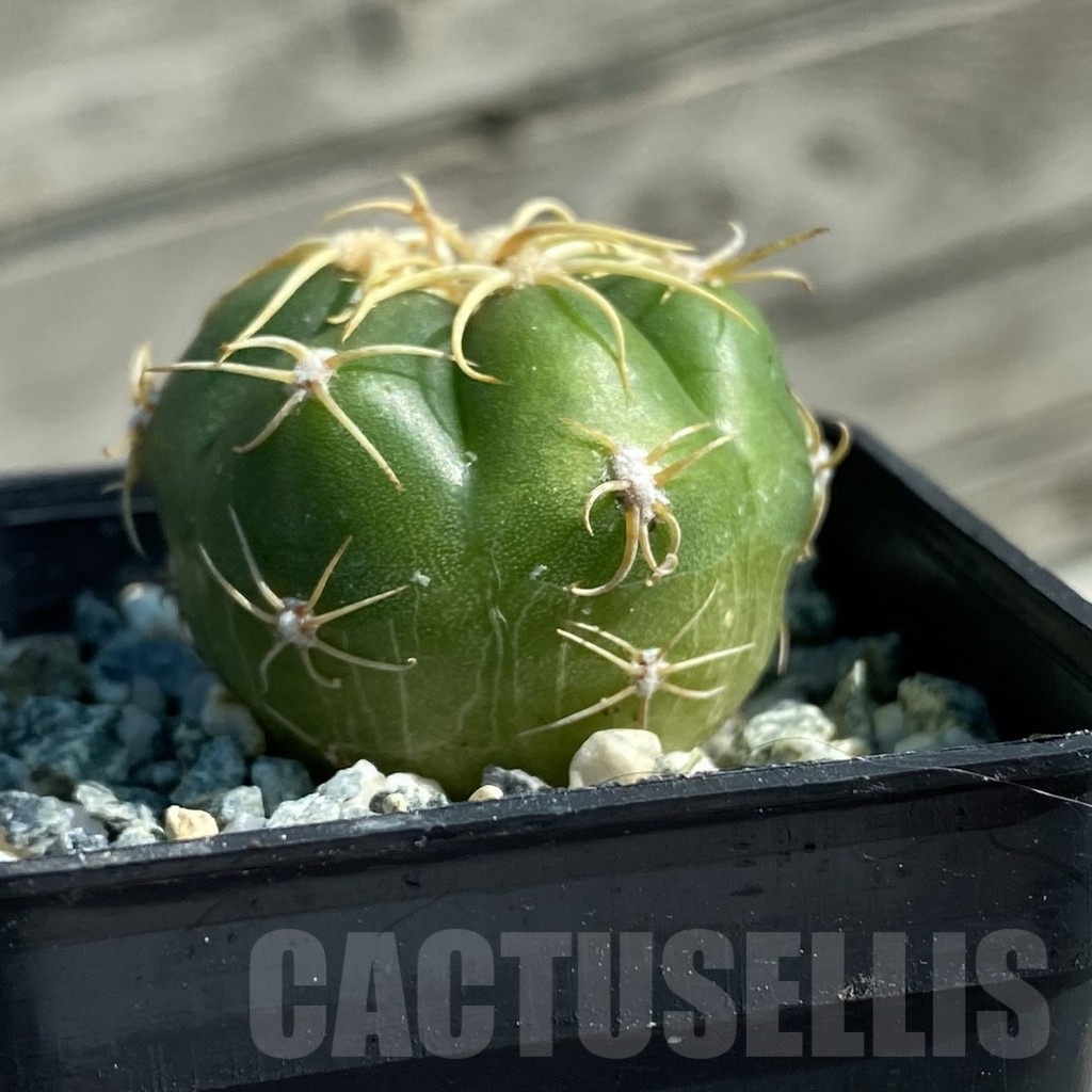 SH11891 Gymnocalycium denudatum ‘Kaiomaru’, seedling -Japan- – Bild 2