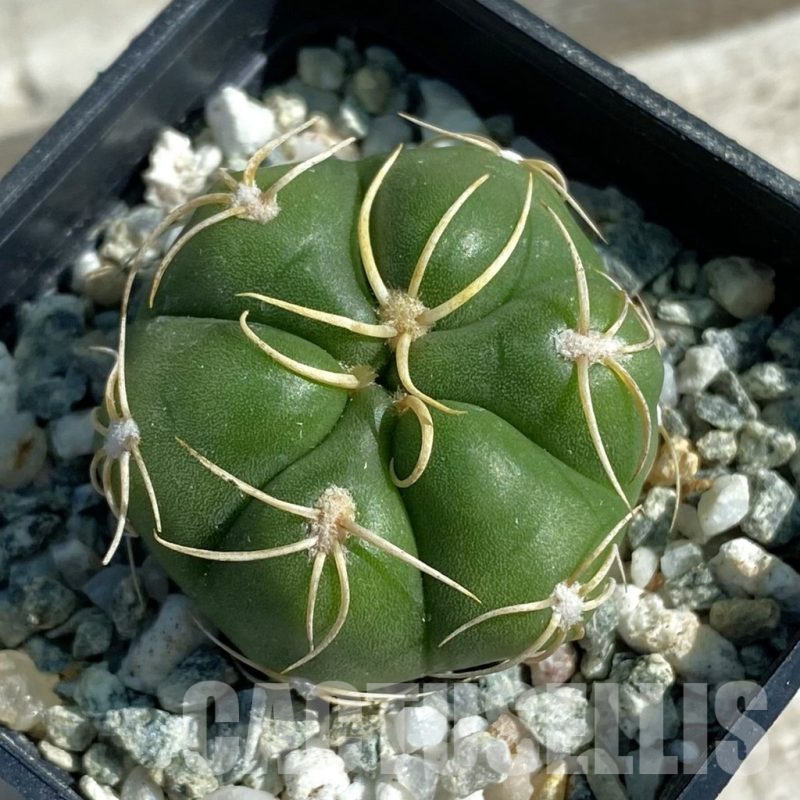 SH11893 Gymnocalycium denudatum ‘Kaiomaru’, seedling -Japan-