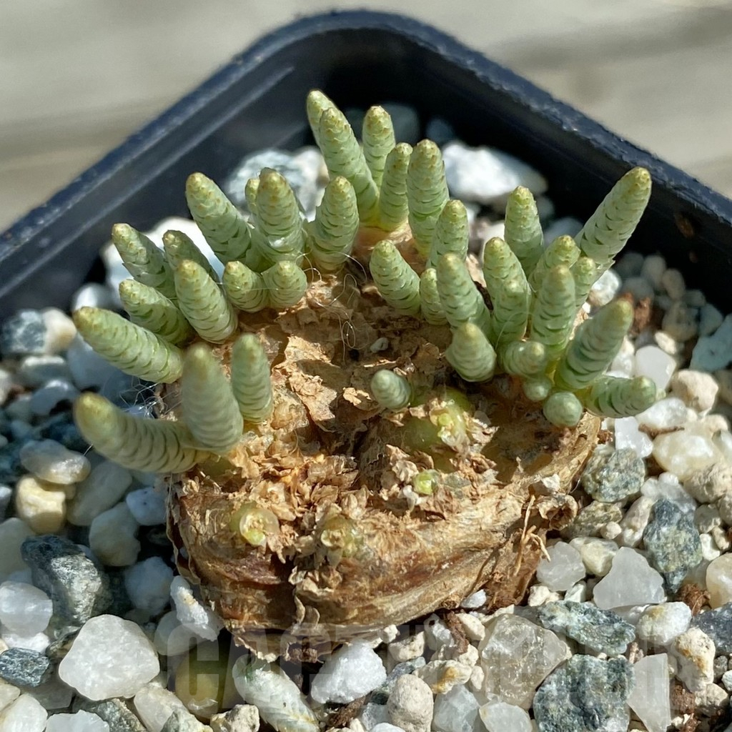 SH11898 Avonia alstonii