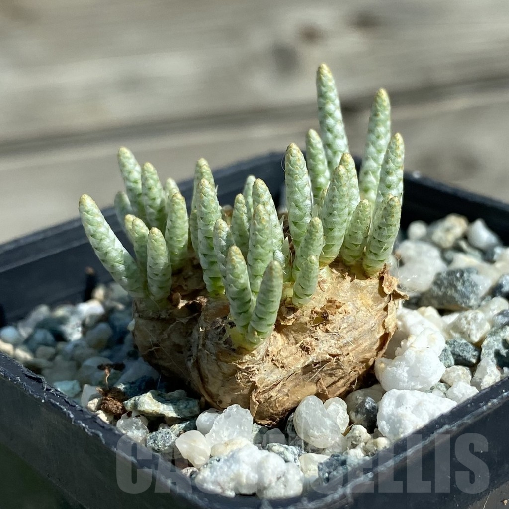 SH11898 Avonia alstonii - Image 2