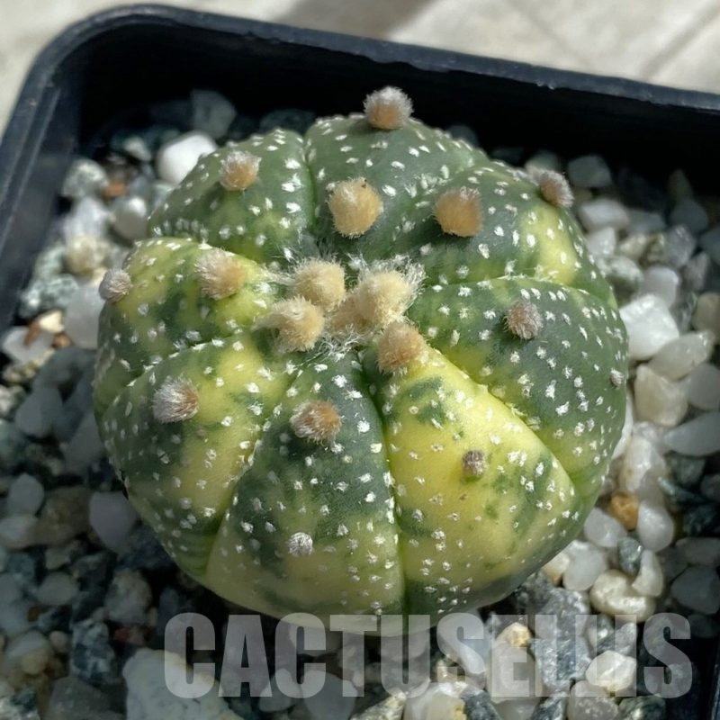 SH11901 Astrophytum asterias ‘Ooibo’ f. variegata