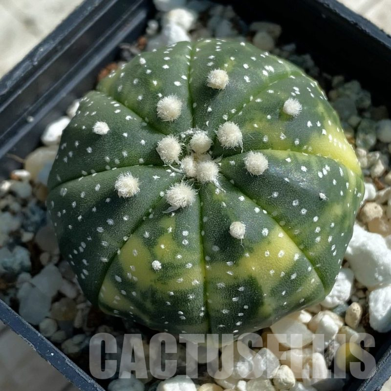 SH11902 Astrophytum asterias f. variegata