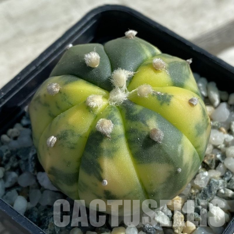 SH11904 Astrophytum asterias f. variegata