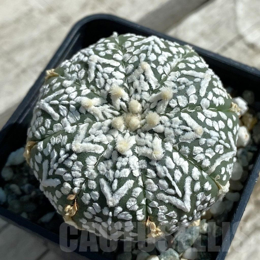 SH11907 Astrophytum asterias 'Super Kabuto' V-type