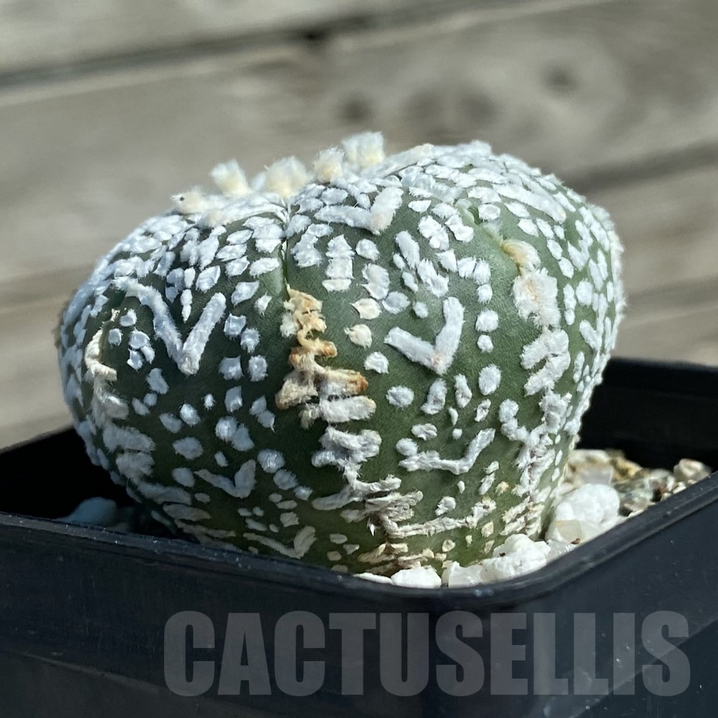 SH11907 Astrophytum asterias 'Super Kabuto' V-type - 画像 (2)