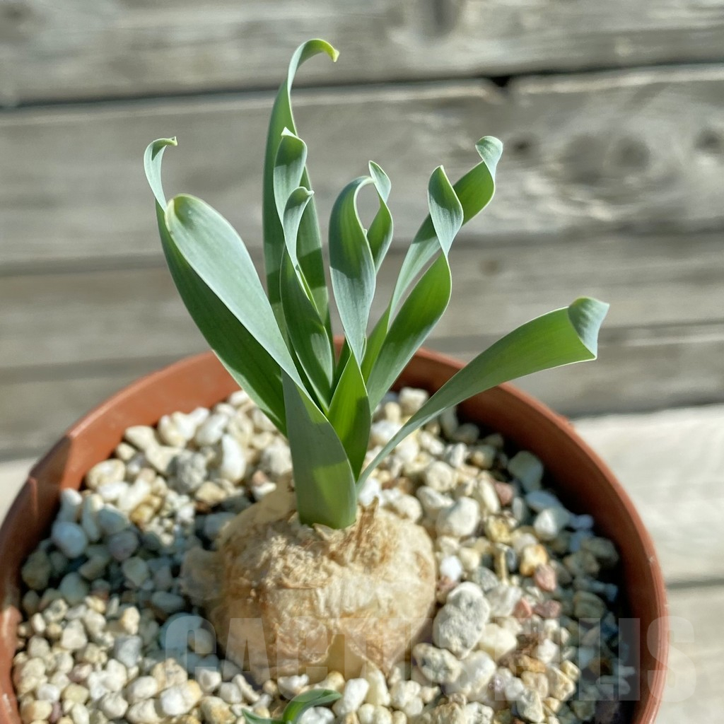 SH11852 Cyrtanthus spiralis