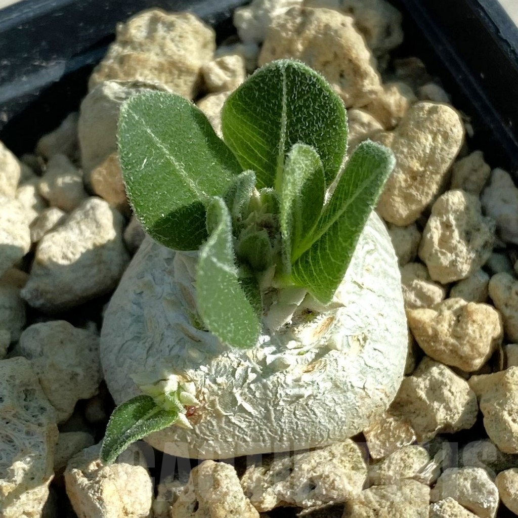 SH11853 Pachypodium brevicaule