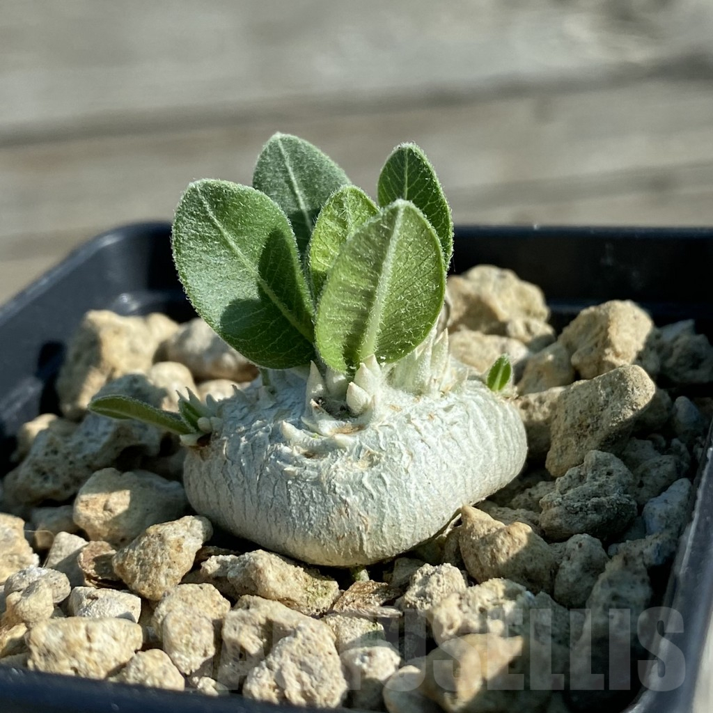 SH11853 Pachypodium brevicaule - Image 2