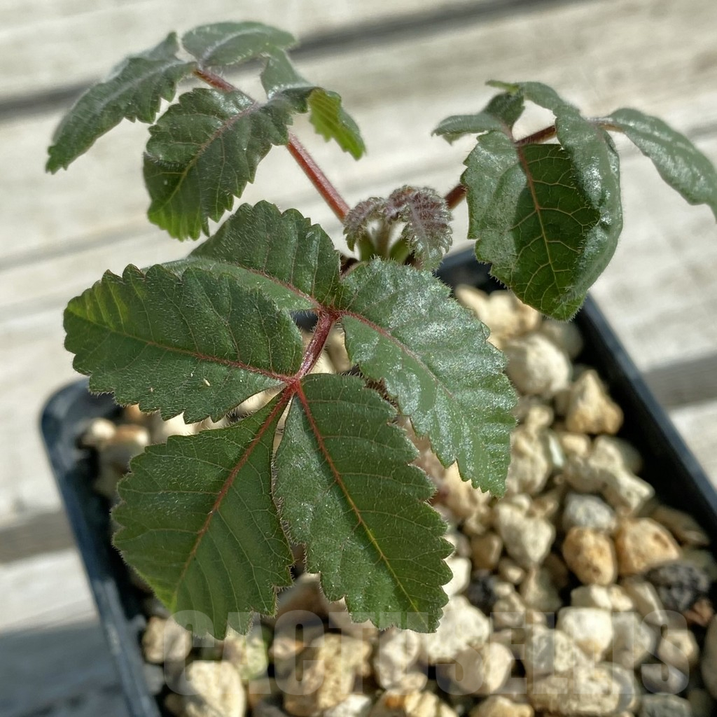 SH11855 Beiselia mexicana