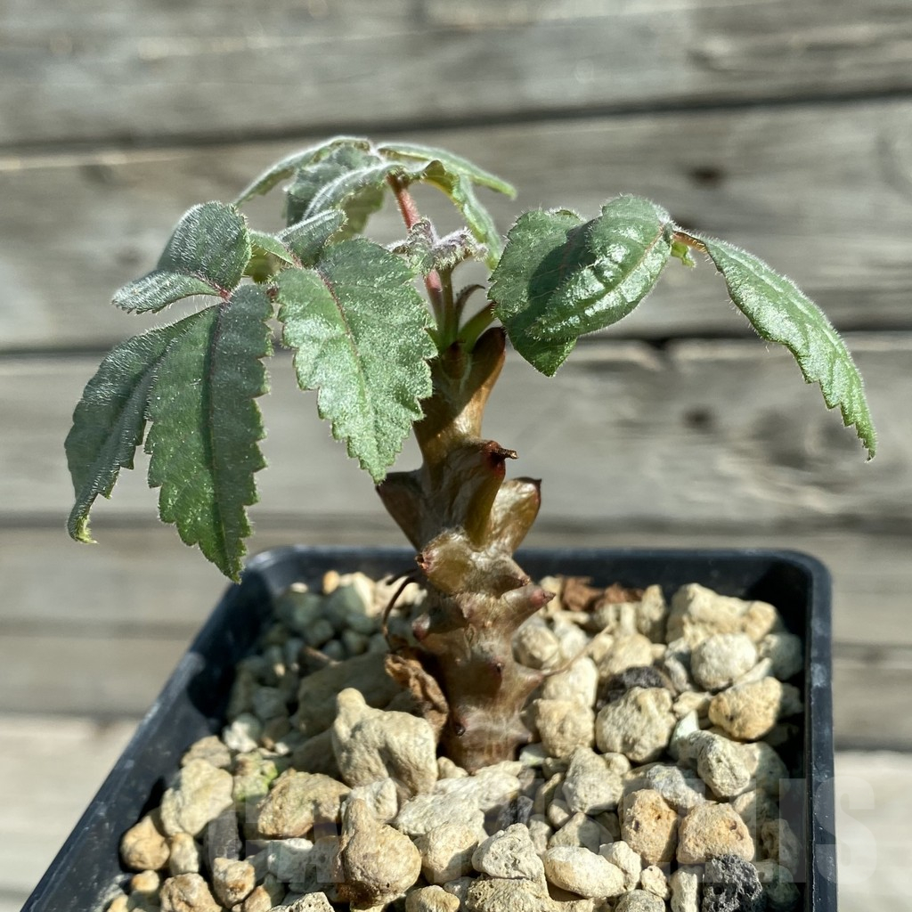 SH11855 Beiselia mexicana - Image 2