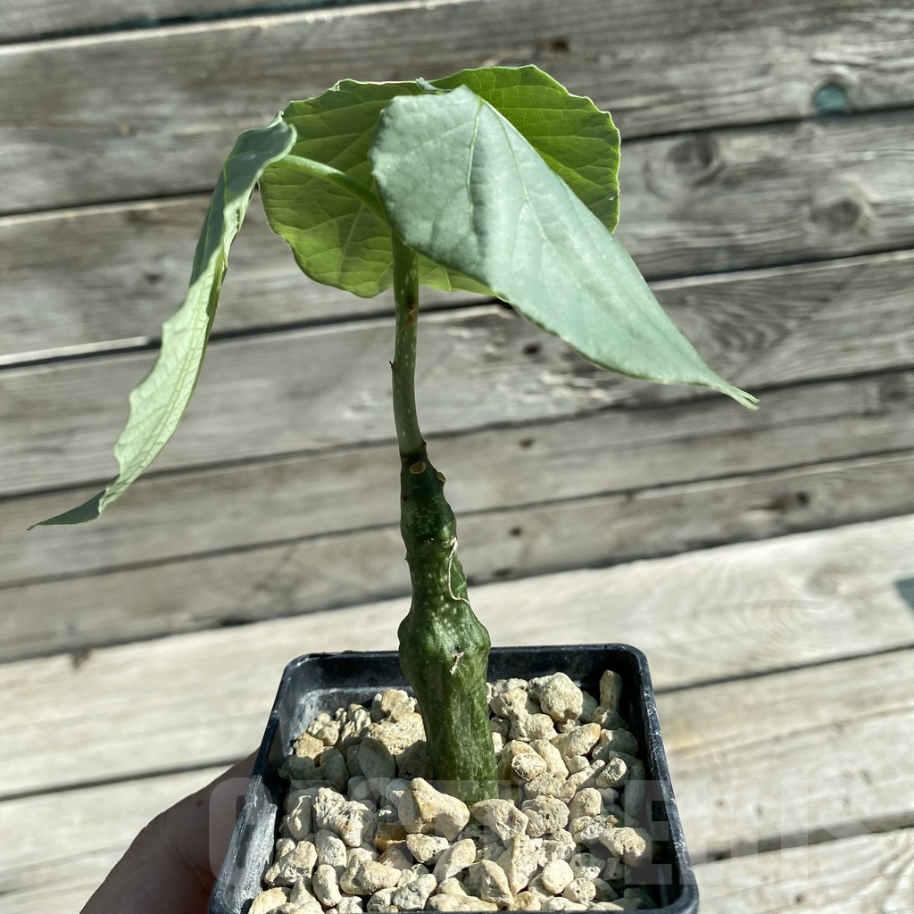 SH11860 Adenia stylosa - immagine 2