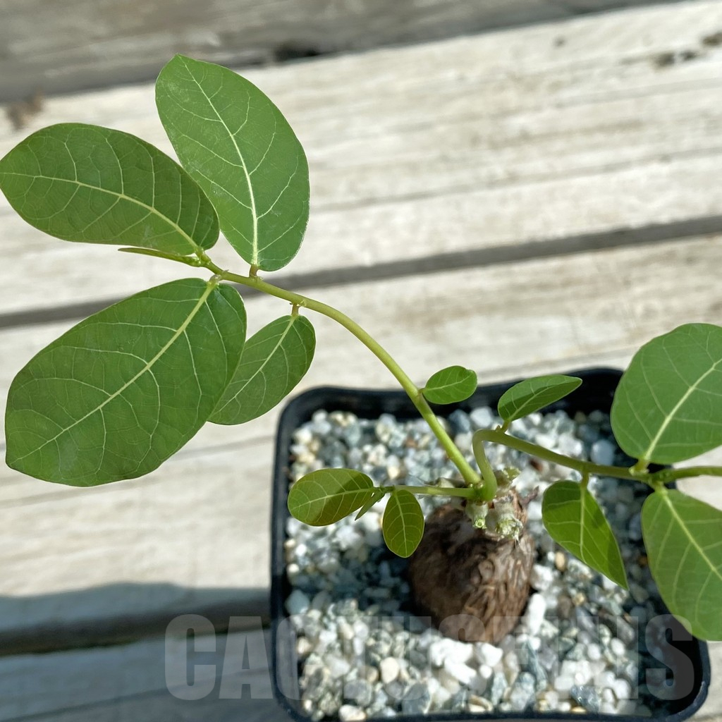 SH11861 Phyllanthus mirabilis