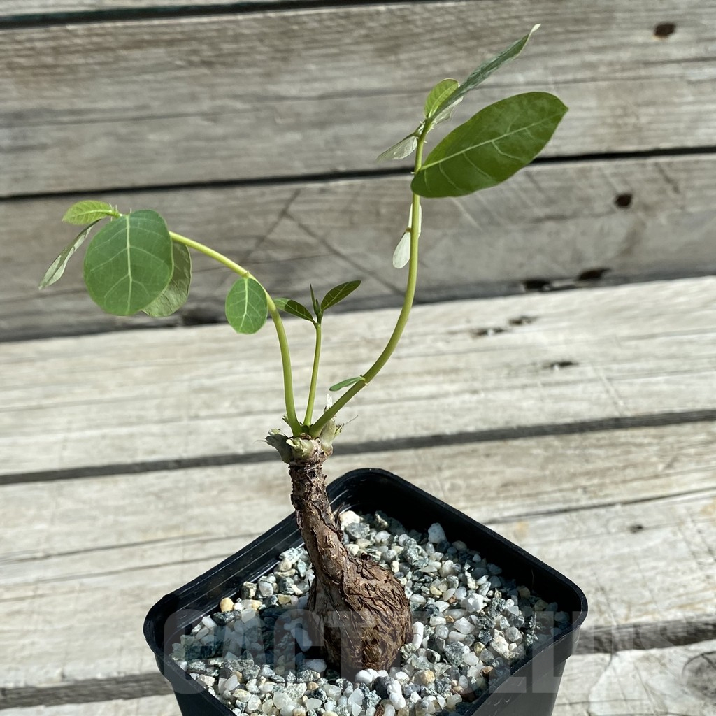 SH11861 Phyllanthus mirabilis - 画像 (2)