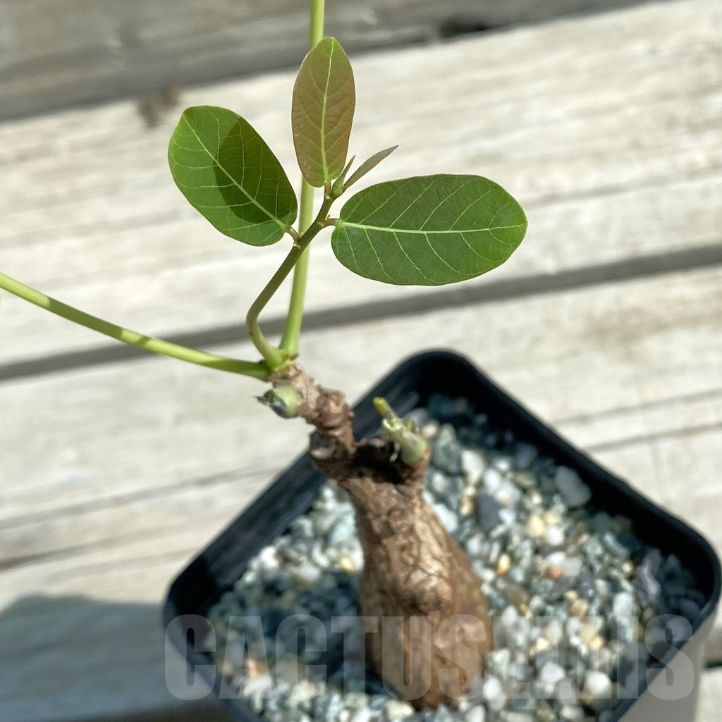 SH11862 Phyllanthus mirabilis