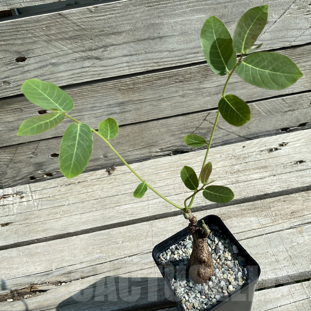 SH11862 Phyllanthus mirabilis - Image 2