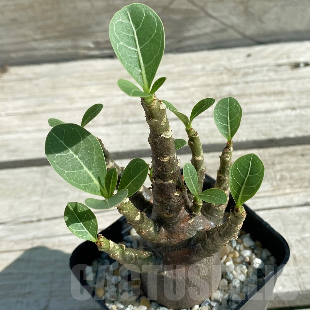 SH11863 Adenium arabicum 'Black Body'