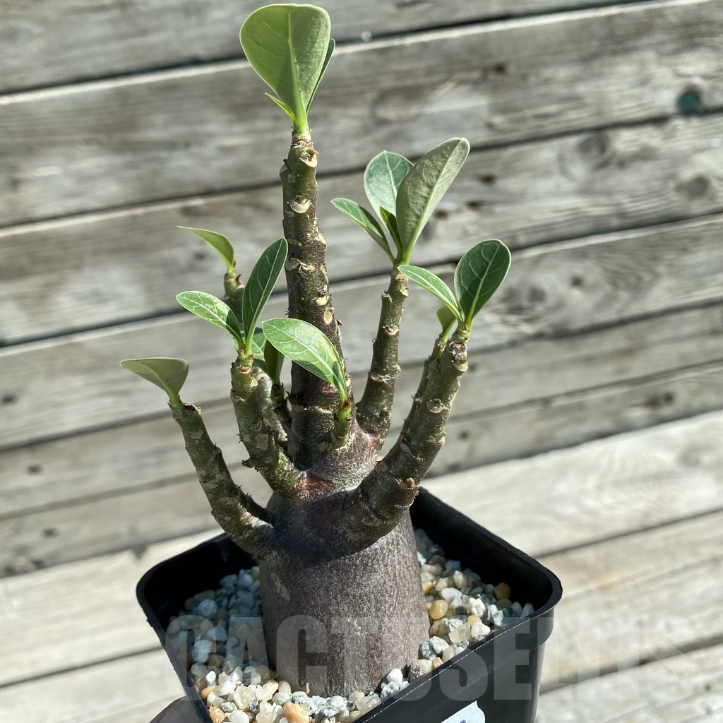 SH11863 Adenium arabicum 'Black Body' - Image 2