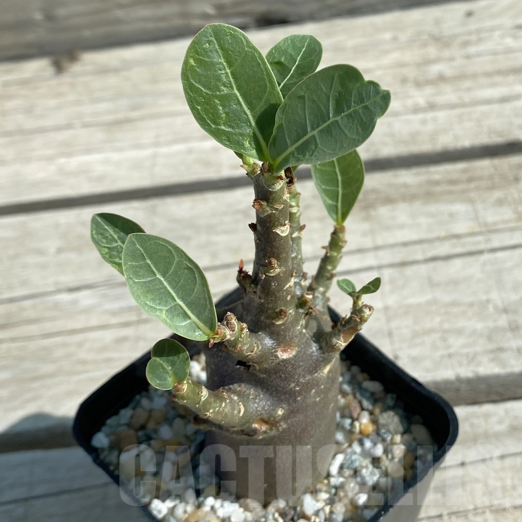 SH11864 Adenium arabicum 'Black Body' - Image 2