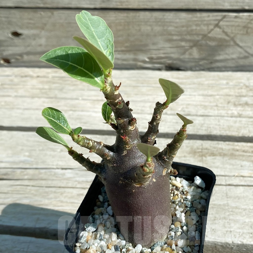 SH11864 Adenium arabicum 'Black Body'