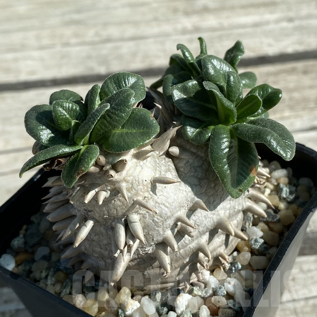 SH11865 Pachypodium brevicaule hybrid, own roots - Obrázek 2