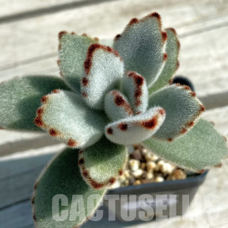 SH11868 Kalanchoe tomentosa