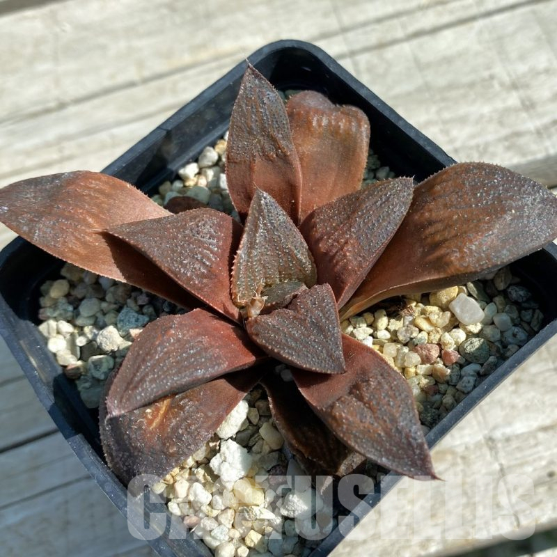 SH11872 Haworthia 'Chocolate' hybrid