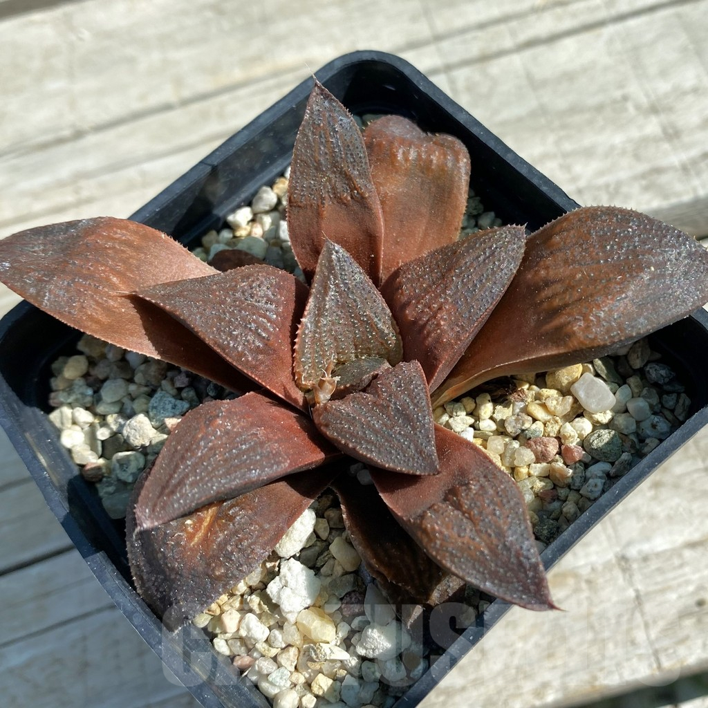 SH11872 Haworthia 'Chocolate' hybrid