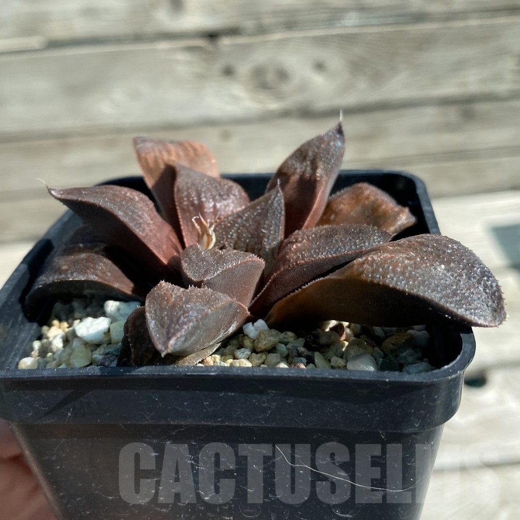 SH11872 Haworthia 'Chocolate' hybrid - Image 2