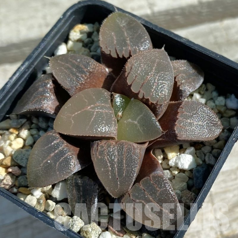 SH11874 Haworthia bayeri hybrid