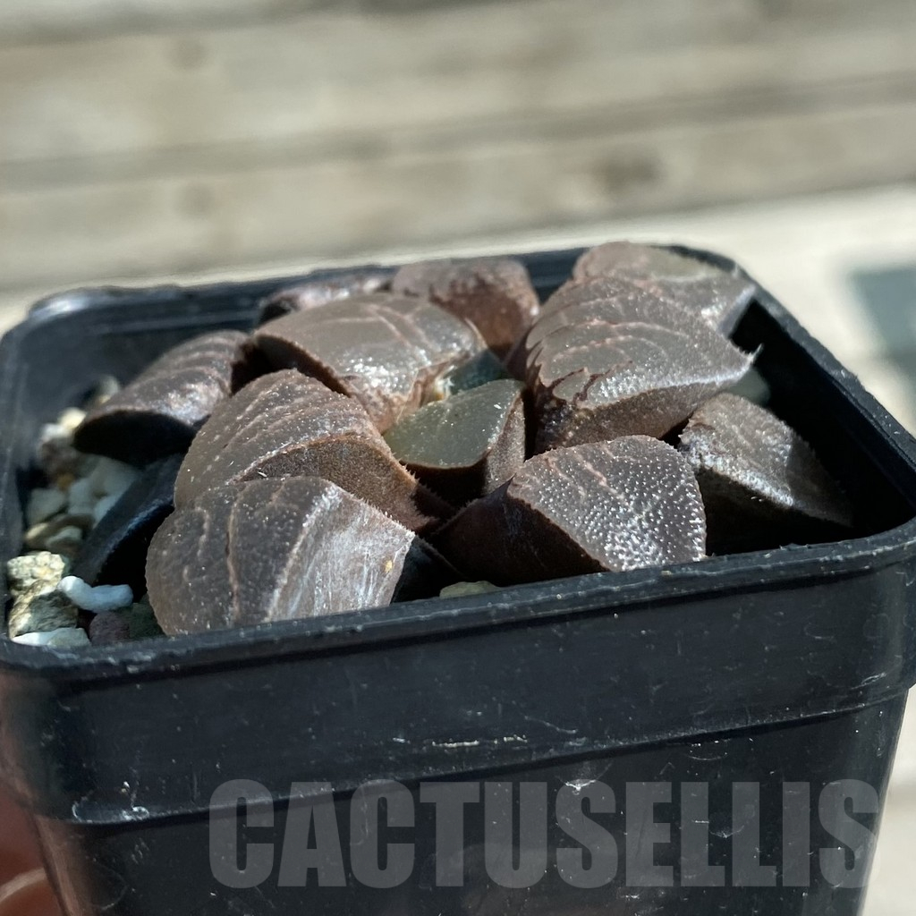 SH11874 Haworthia bayeri hybrid - Image 2