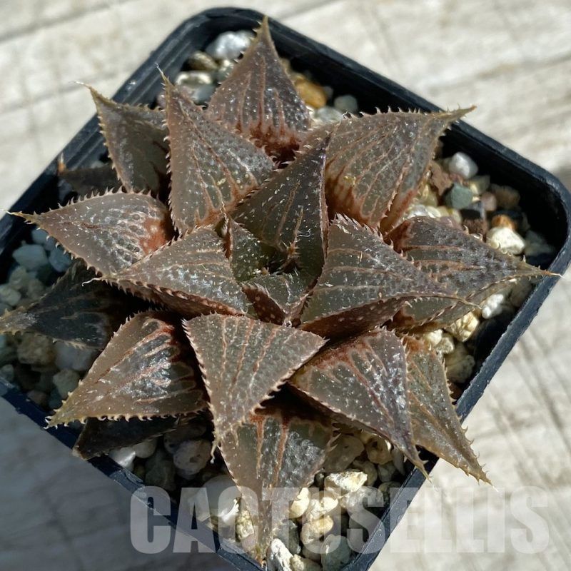 SH11875 Haworthia wimii hybrid