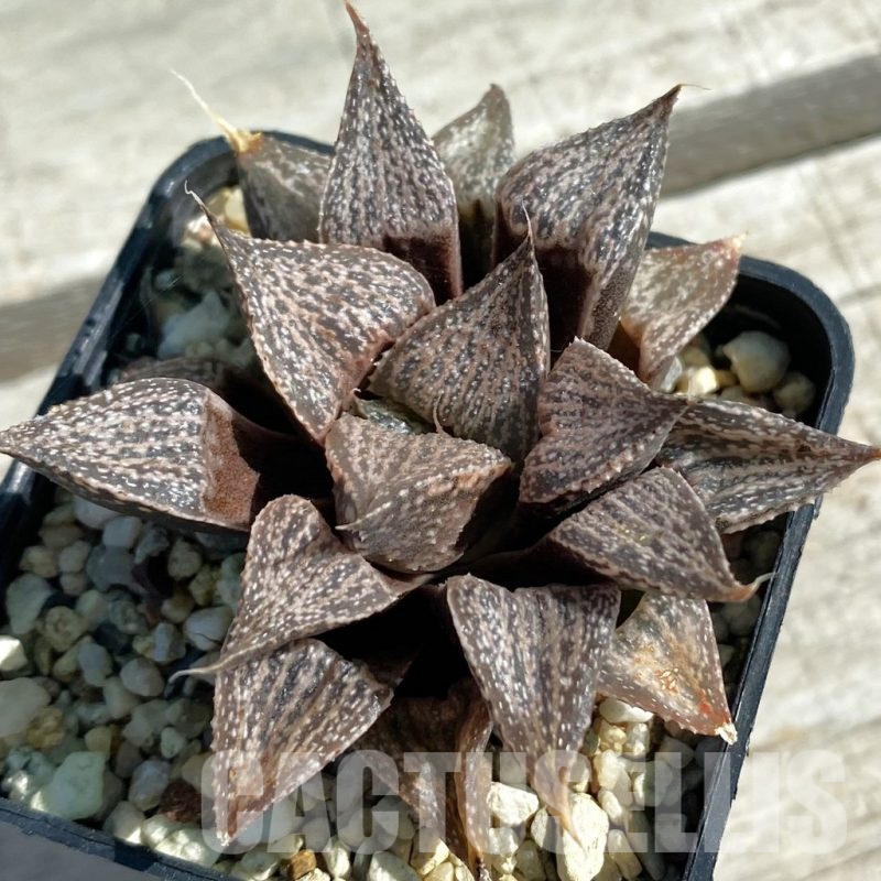 SH11876 Haworthia magnifica v. splendens
