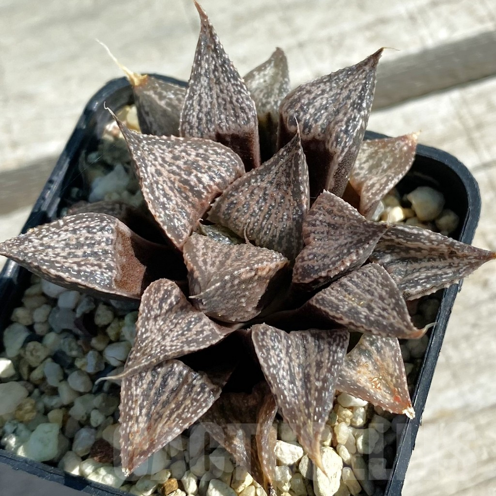 SH11876 Haworthia magnifica v. splendens