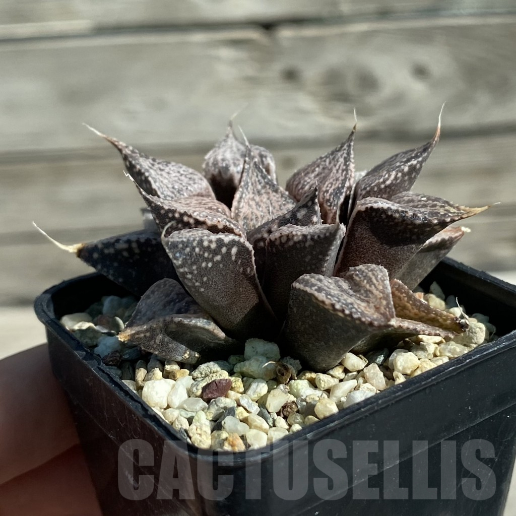 SH11876 Haworthia magnifica v. splendens - immagine 2