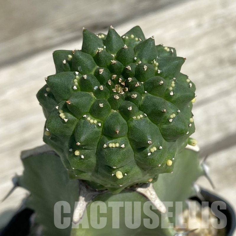 SH12106 Euphorbia gymnocalycioides, grafted