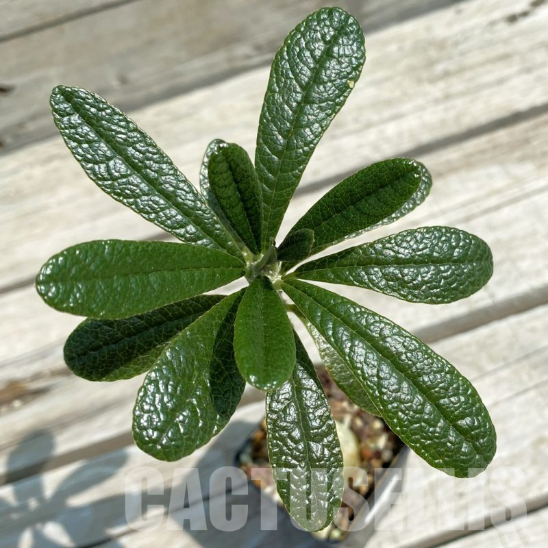 SH12054 Dorstenia gigas