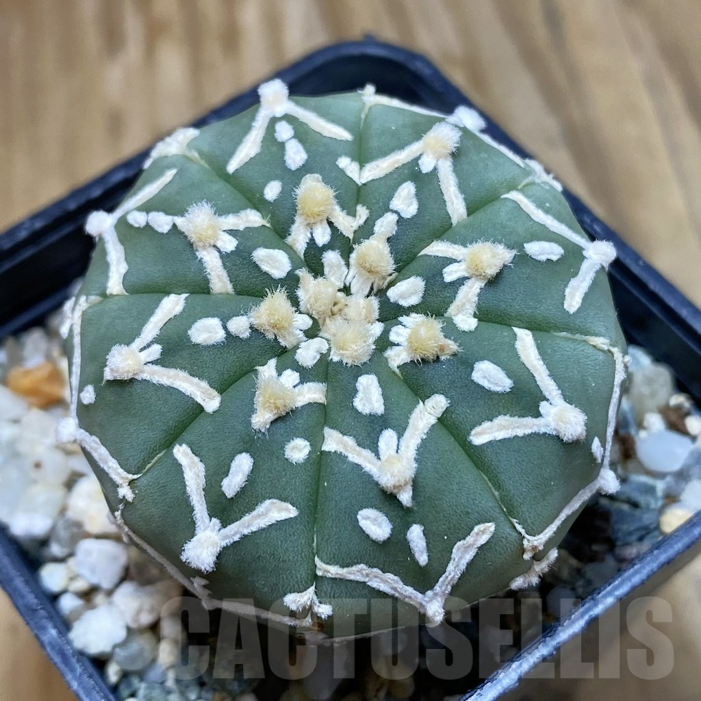 SH12241 Astrophytum asterias 'Super Kabuto' V-type f. nudum