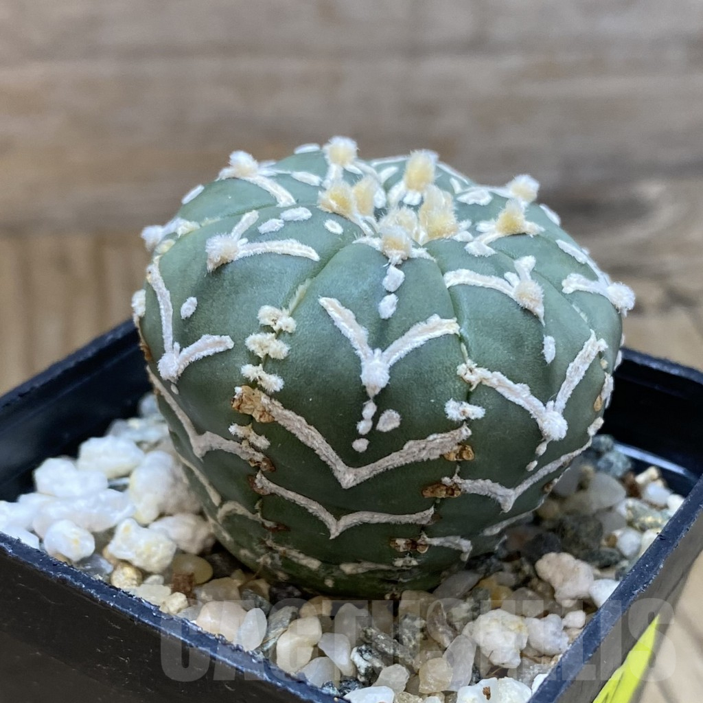 SH12241 Astrophytum asterias 'Super Kabuto' V-type f. nudum - immagine 2