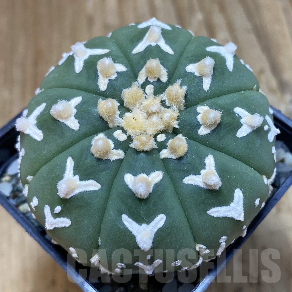 SH12242 Astrophytum asterias 'Super Kabuto' V-type f. nudum