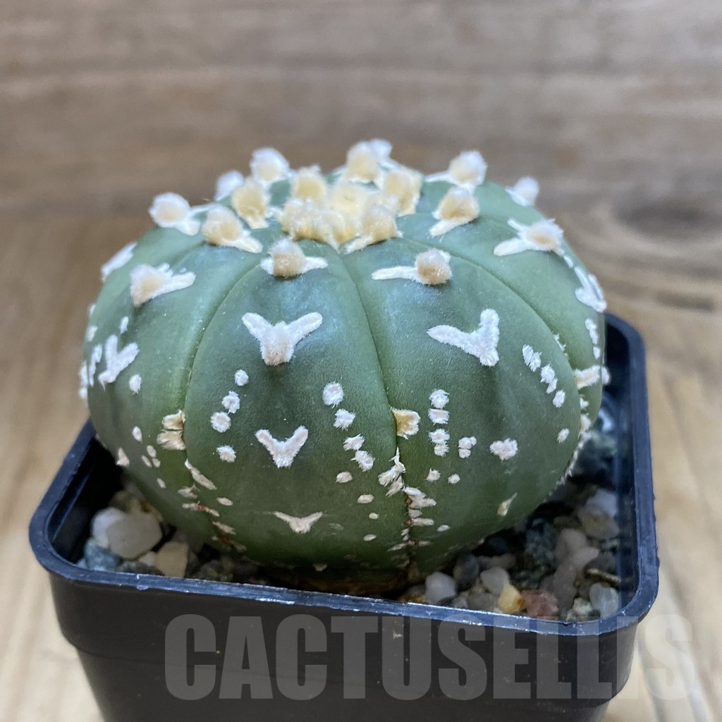 SH12242 Astrophytum asterias 'Super Kabuto' V-type f. nudum - immagine 2